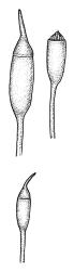 Dicranella gracillima, capsules, moist. Drawn from K.W. Allison 2623, CHR 532234.
 Image: R.C. Wagstaff © Landcare Research 2018 